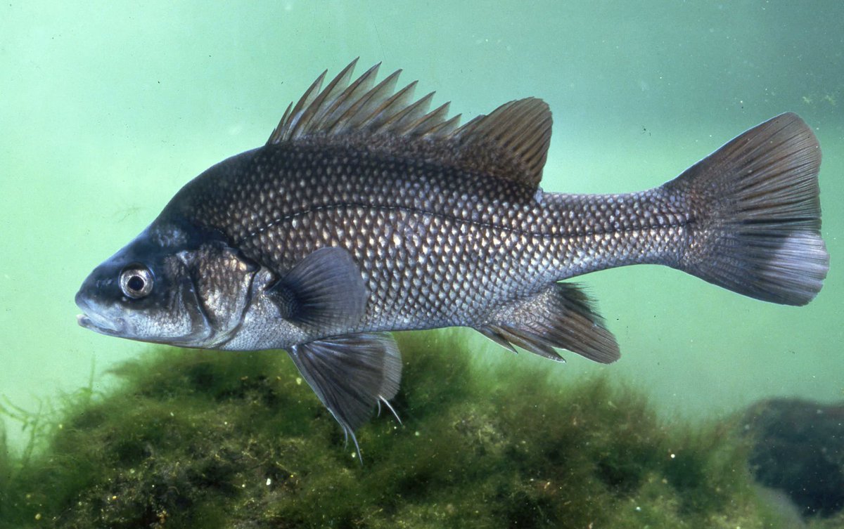 Molecular Ecology tweet media