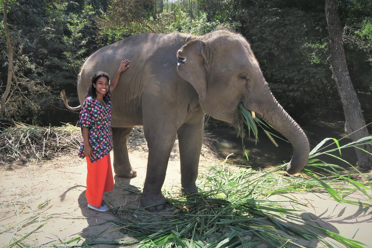 Chiang Mai Elephant Home tweet media