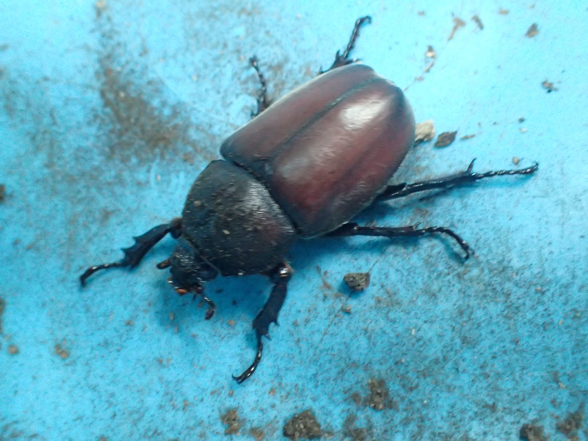 真冬ですがカブトムシが成虫になりはじめました １年中 成虫を展示できるように幼虫の飼育温度を上げて育てています 最初のメスが 21 12 東区の動植物園 水族館 広島市森林公園こんちゅう館 まいにちを豊かに りっち