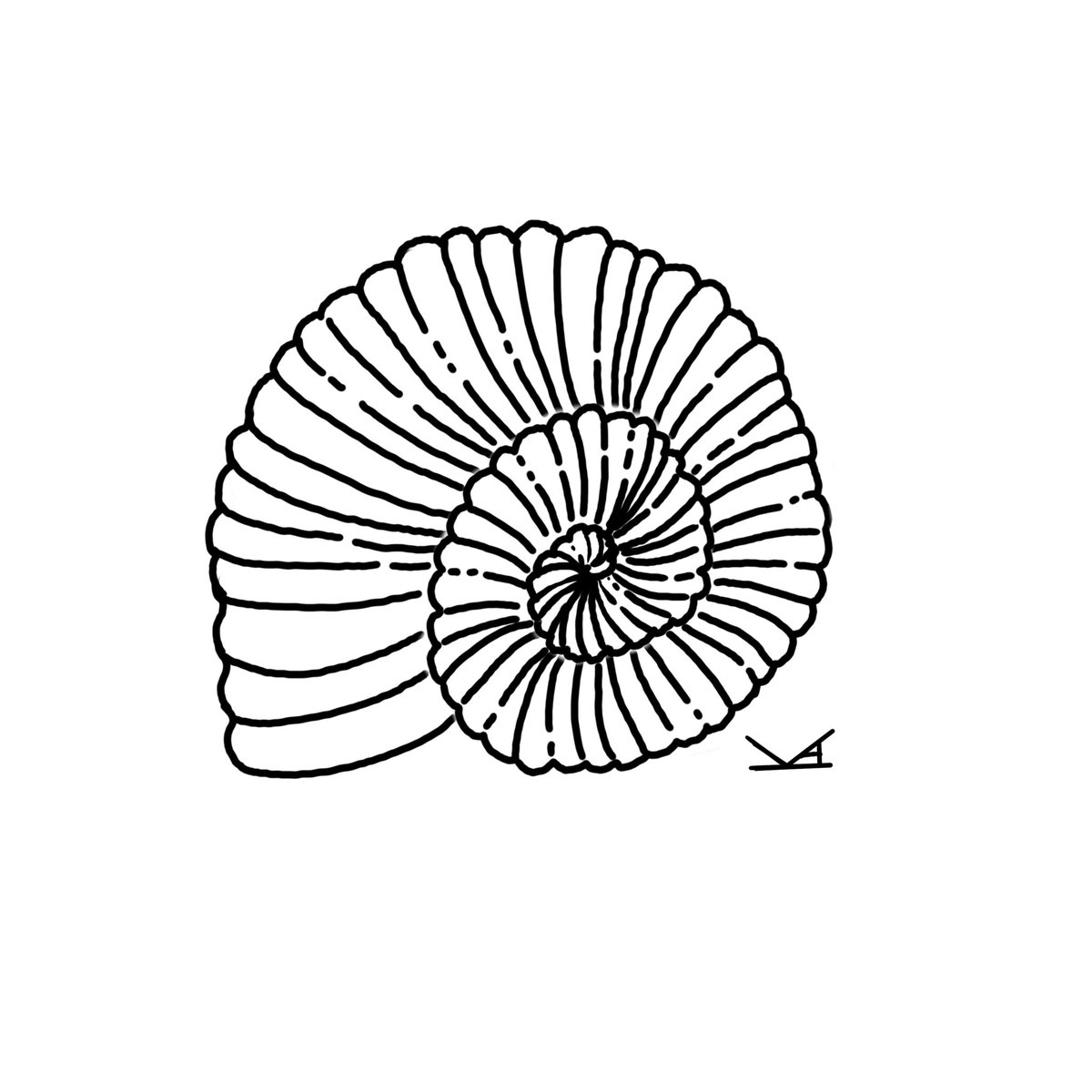 Fossil doodles -T-Rex and Ammonite 
#fossil #trex #ammonite #trexskull #ammonitefossil #dinosaurart #fossilart #art #digitalart #ArtistOnTwitter