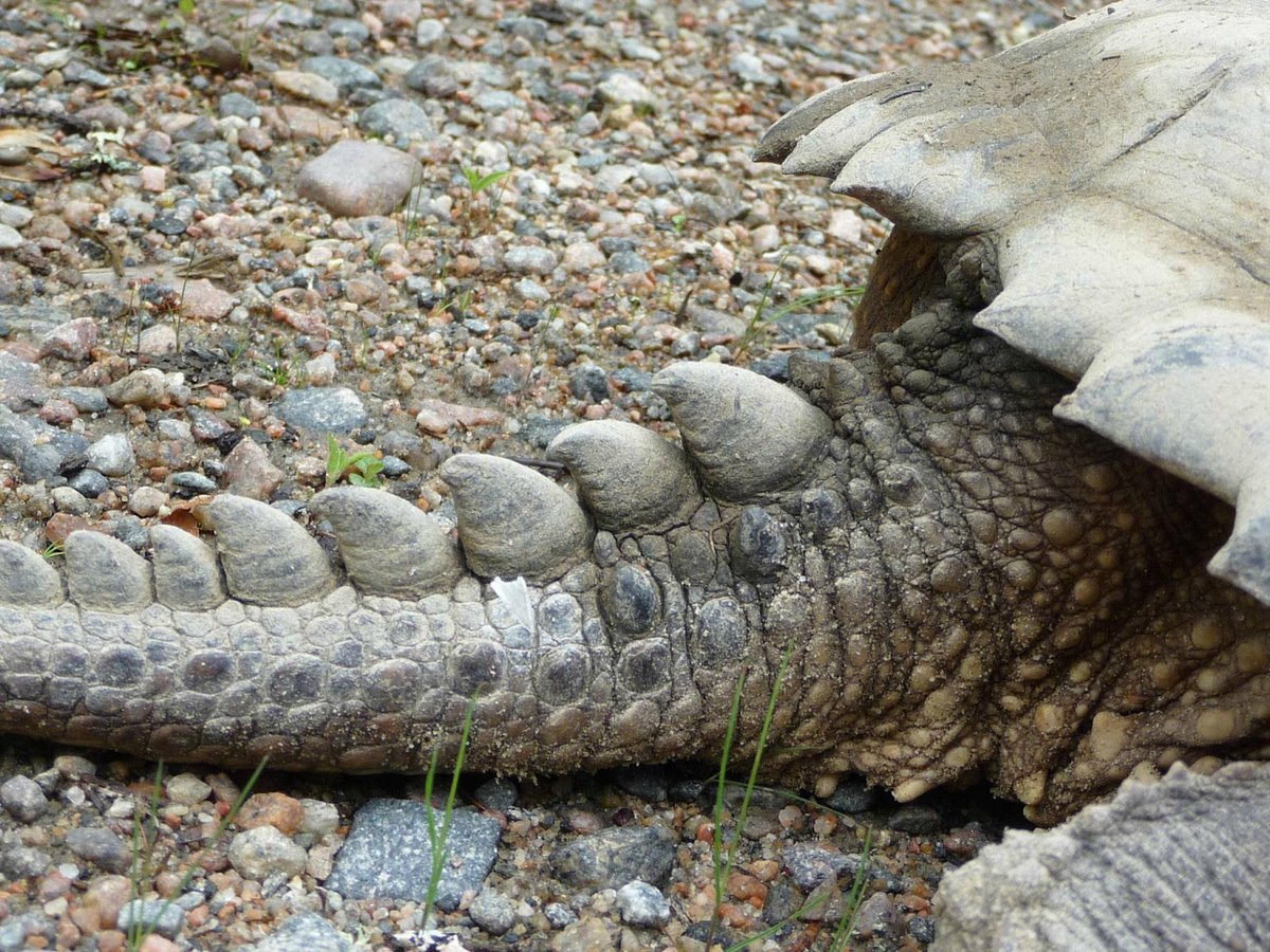 JURASSIK_cedrik's tweet photo. Juste la queue d'une tortue serpentine ... https://t.co/tnaCckw25N