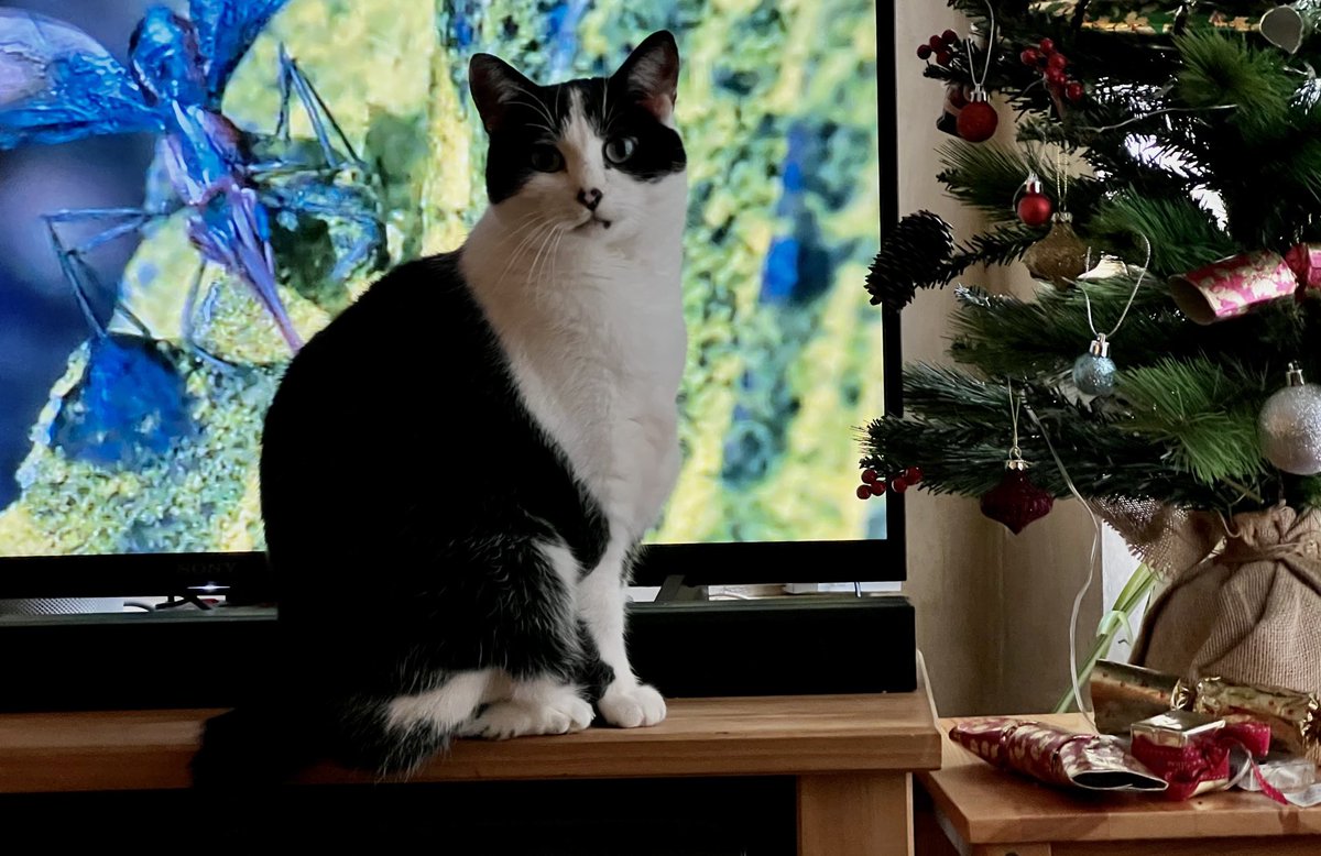 Ripley_DM's tweet photo. I wonder what the hoomins think is that funny right now???

Check Ozzy's weekly purrs and meows on his blog: https://t.co/80WobmuKgv

Read all about Ozzy's and Tolkien's adventures at home on their comic, Life with Ozzy and Tolkien at: https://t.co/VYsSHbGTTA https://t.co/QoAEzJs2gn
