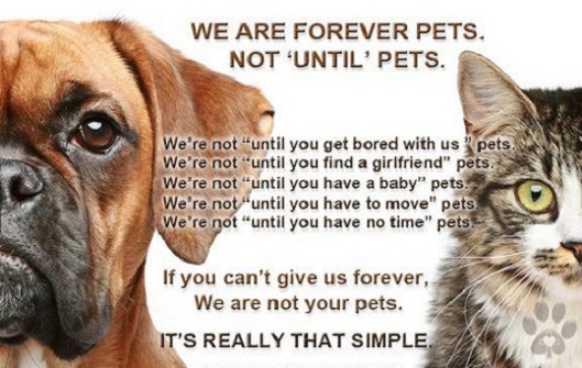 sachikoko's tweet photo. 🐶🐱🐰🐹BEFORE YOU GIVE A PET FOR CHRISTMAS REMEMBER:
🎄🎁🎀PETS ARE NOT TOYS🎁🎀🎁🎄
💗🐾💗#PETSARENOTDISPOSABLE💗🐾💗
💗🐾💗#PETSAREFORLIFE💗🐾💗
💗🐾💗#PETSAREFAMILY💗🐾💗
💗🐾💗#PETSAREFOREVER💗🐾 https://t.co/FfPUnT4Zfo