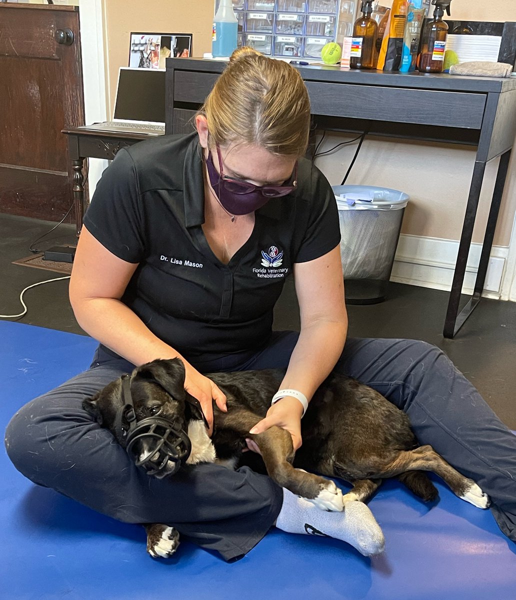 FlVetRehab's tweet photo. Happy Sunday from Kira who loves her rehab rechecks with Dr. Mason 🐶 #flvetrehab #caninerehab https://t.co/IiK34fouL6