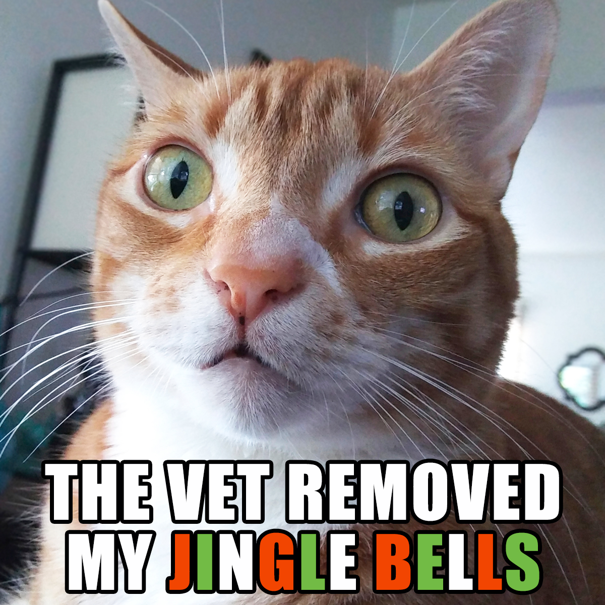 ColeTheBlackCat's tweet photo. Sorry buddy! 🔔🔔
#NeuterIsCuter https://t.co/2r5A2NB5Pe
