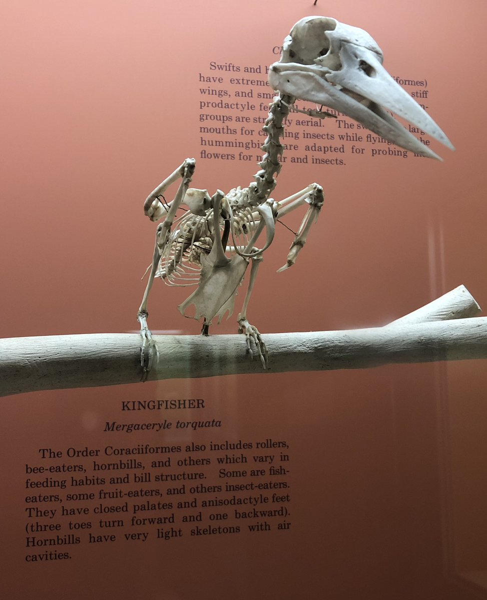 UrsulaV's tweet photo. I’m a simple woman with simple needs. Like kingfisher skeletons. https://t.co/IZPLLqxQFq