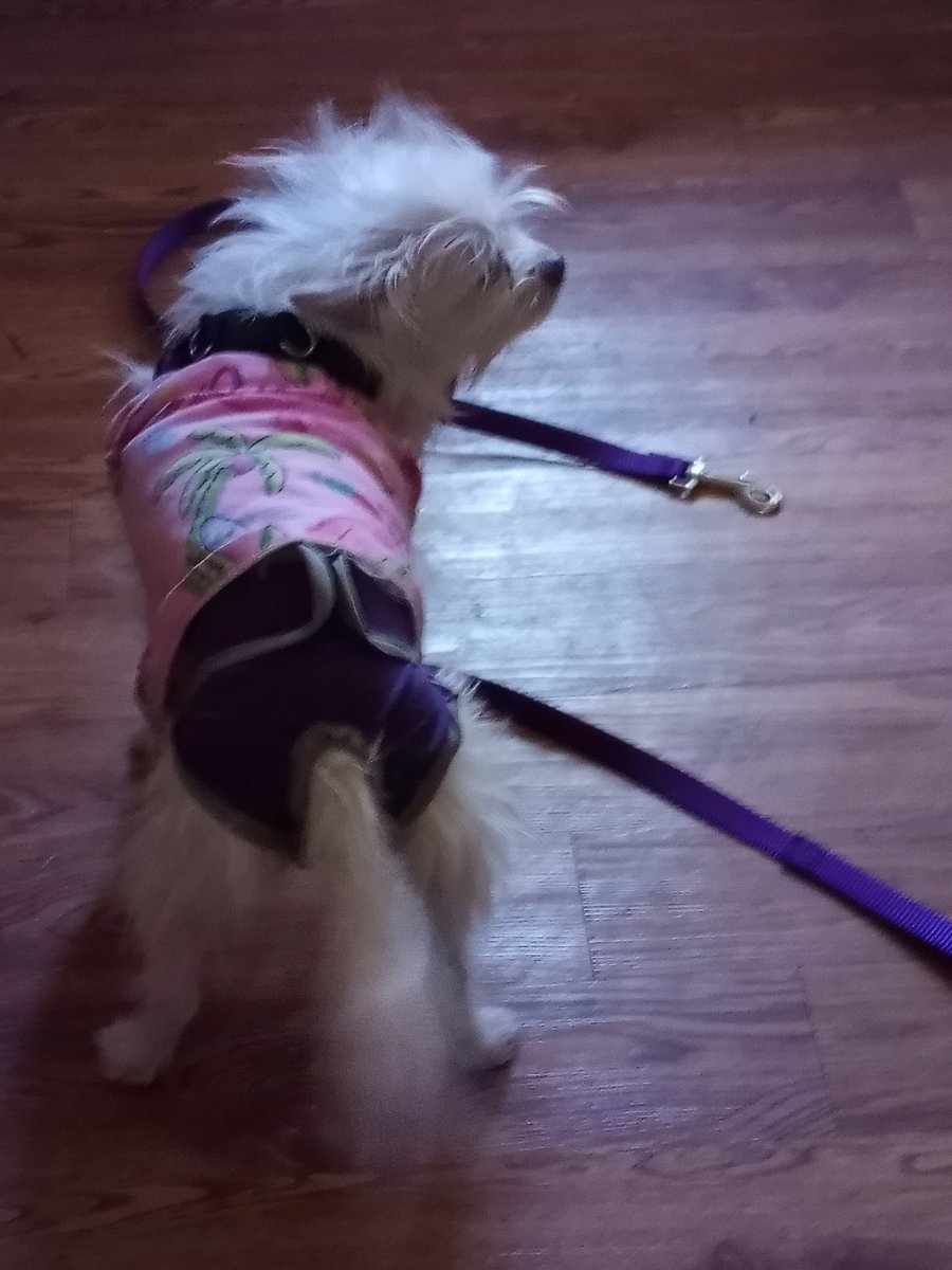 stephiebeard1's tweet photo. When you a happy pee-er and mom's tired of cleaning  up the mess 🤣🤣🤣🤣🤣... don't worry she's still a happy pepper #DogsofTwittter https://t.co/lveu3s0VRP