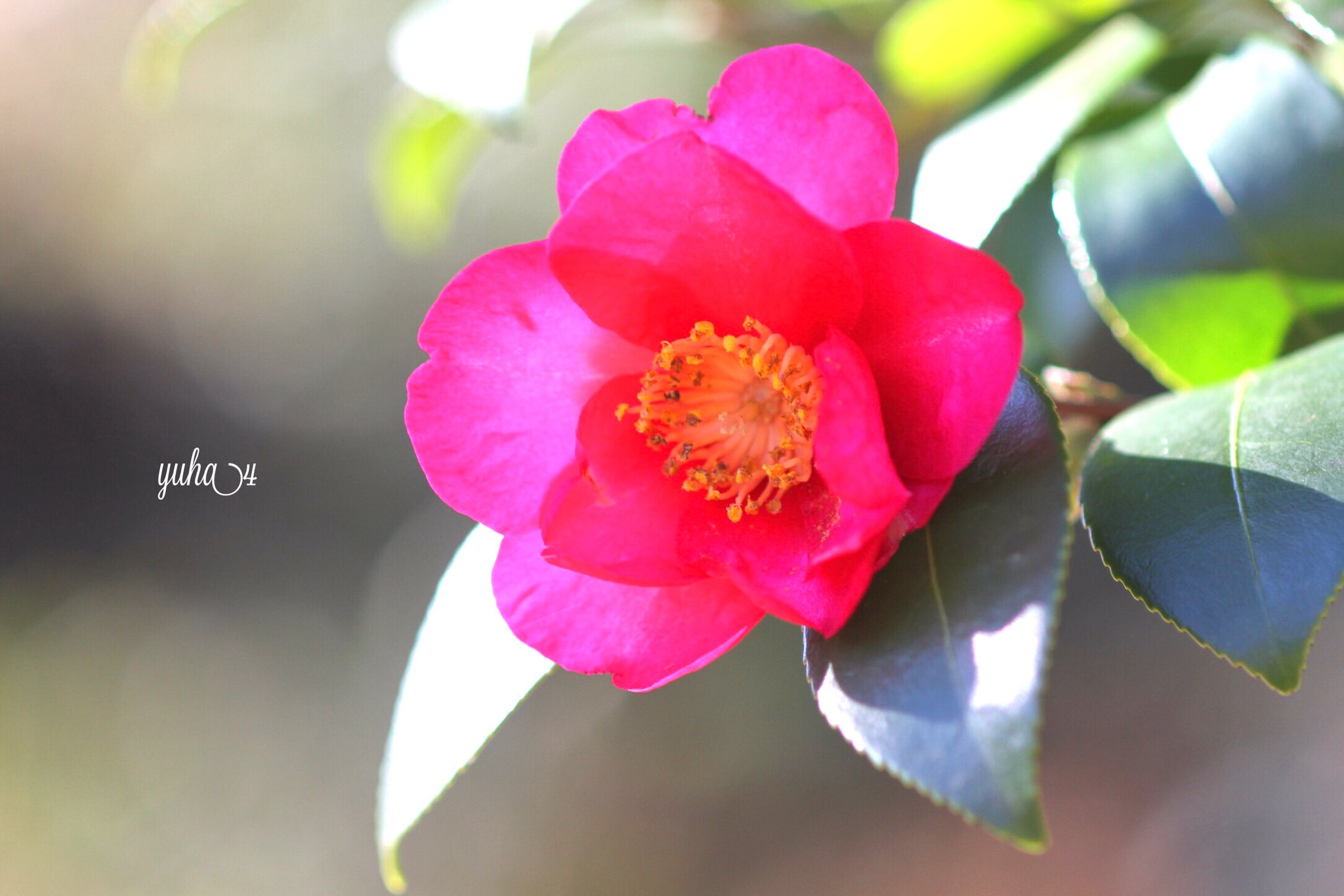 Br Good Morning Let S Do Our Best This Week Sasanqua The Flower Language Is Single Mindedness 遊さん歩 上野恩賜公園 山茶花 サザンカ 花言葉 ひたむきさ Tlを花でいっぱいにしよう ファインダー越しの私の世界 Twitter