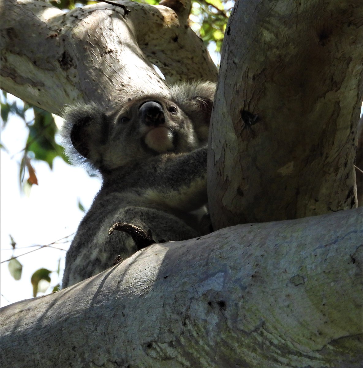 talkingkoala's tweet photo. 🙏🐨💖 Kean is a girl 😍😄 I thought she was a boy🙄 and named her after @Matt_KeanMP I suspected for a while but was confirmed last week. It looks like Kean has cystitis 😨and a joey on the way 💕 🤞🤞 trappable tree soon https://t.co/xFiUZ9Rbqu