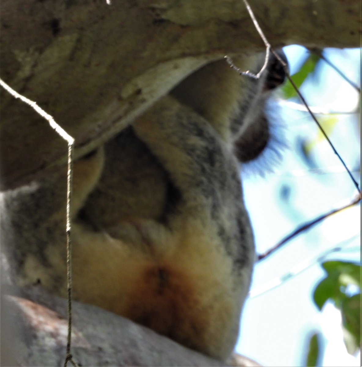 talkingkoala's tweet photo. 🙏🐨💖 Kean is a girl 😍😄 I thought she was a boy🙄 and named her after @Matt_KeanMP I suspected for a while but was confirmed last week. It looks like Kean has cystitis 😨and a joey on the way 💕 🤞🤞 trappable tree soon https://t.co/xFiUZ9Rbqu