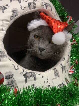 Fredericton SPCA tweet media
