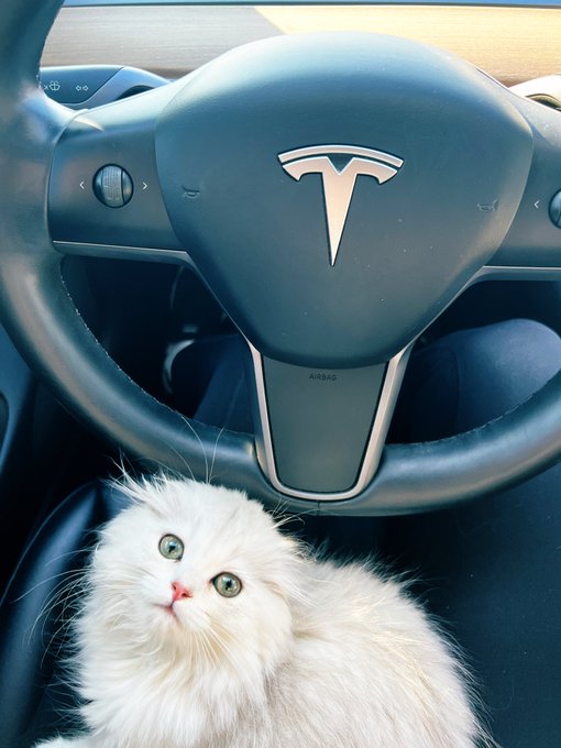 nice to have my starter pokemon with me wherever I go https://t.co/vt69DE4PvD