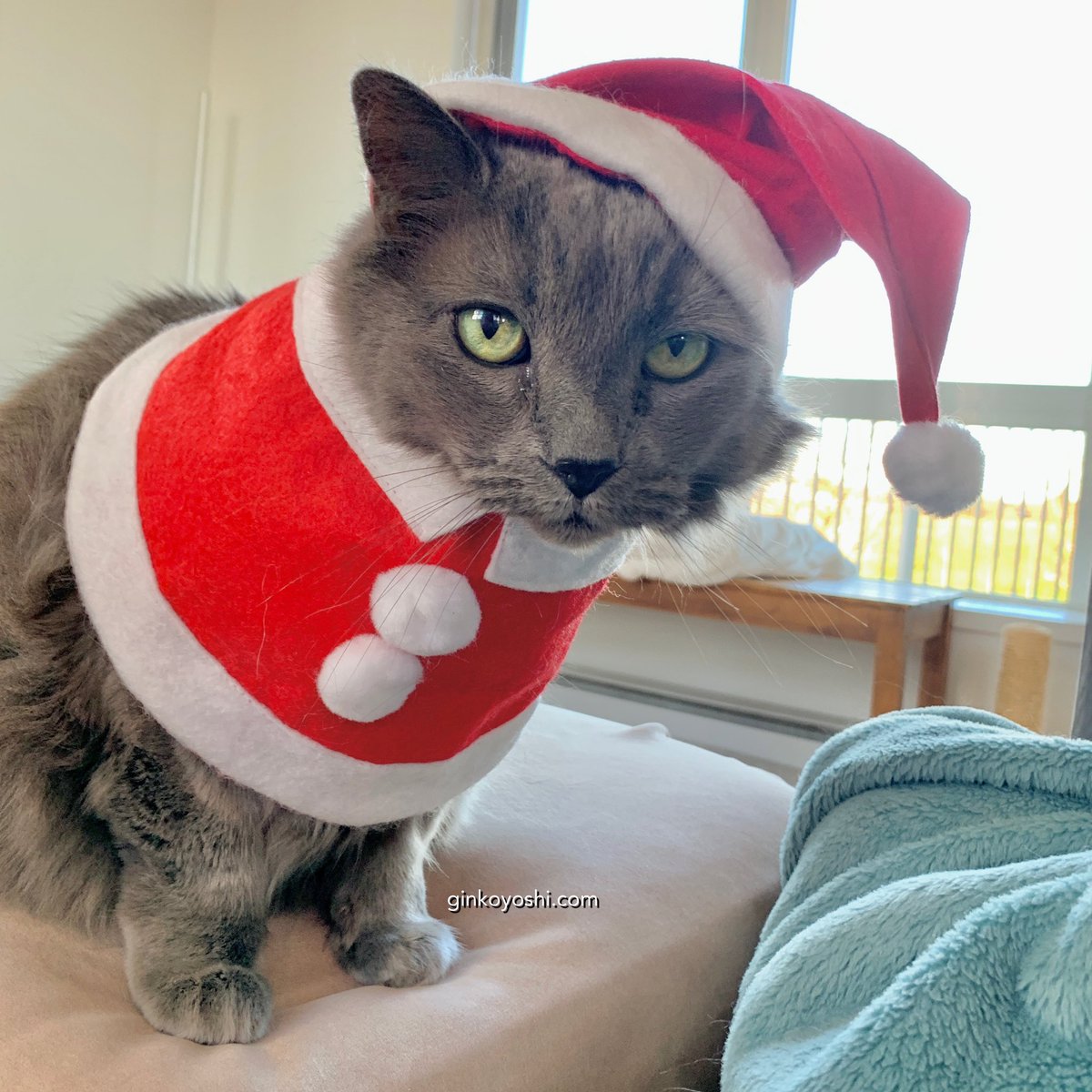 ginkoyoshi's tweet photo. Ginko: Naughty… definitely Naughty… #cats #lolcats #santapaws https://t.co/MzPXY5bkMr