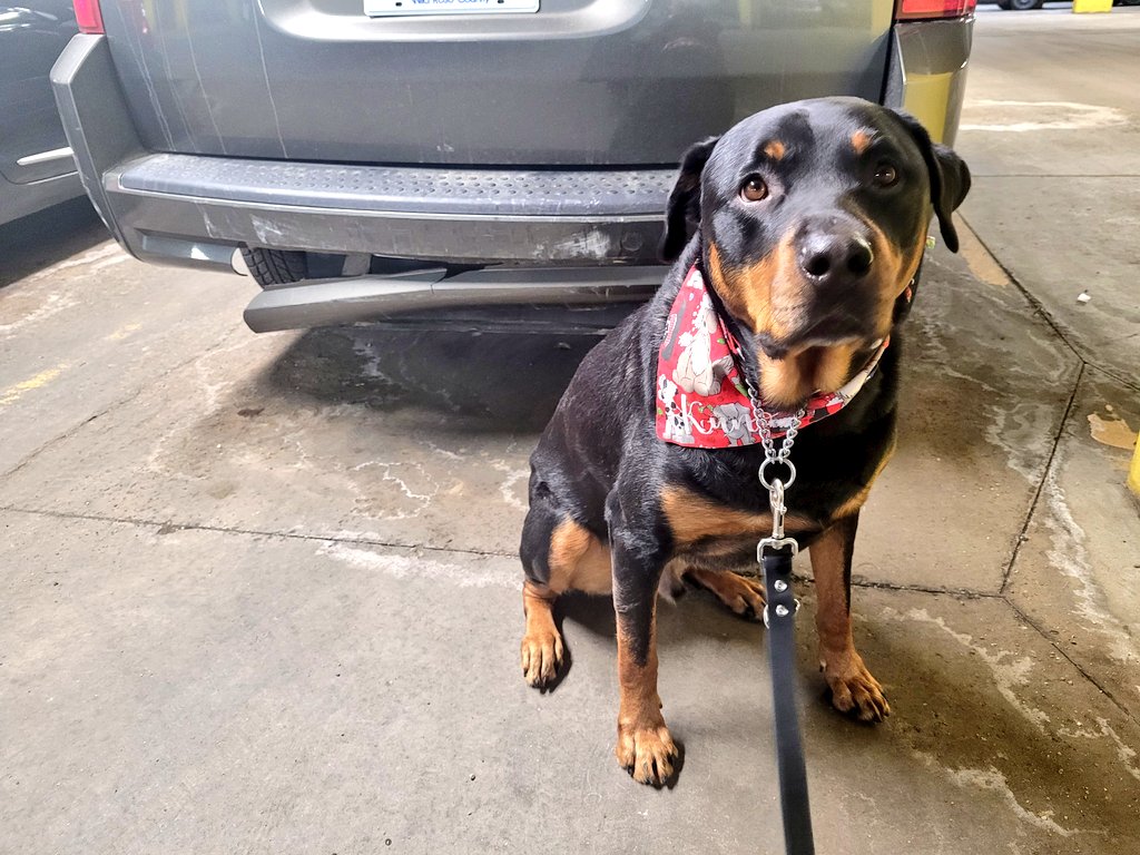 servicerotties's tweet image. Someone didn't leave enough room on the ice and ran into us at a stoplight! Thankfully nobody was hurt and damage seems minimal. It'll have to go visit the vet for vans. I hope it doesn't need to be gone for long because we can't rent an accessible van in the interim.
#Slowdown!