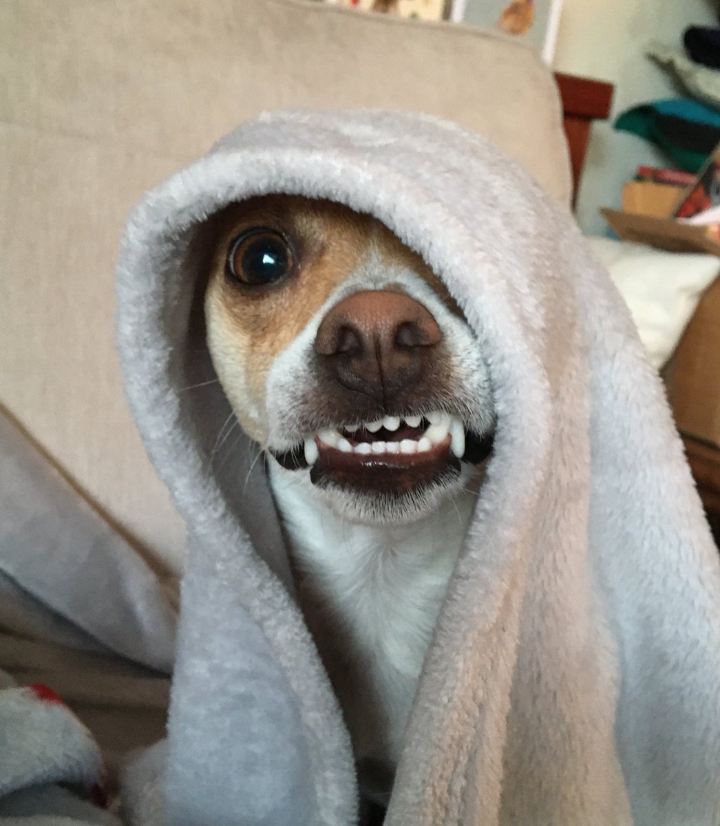 SuburbanChihua1's tweet image. is me Dobby-wan Kedobi ! feels my force! #SmallButMighty #dogsoftwitter