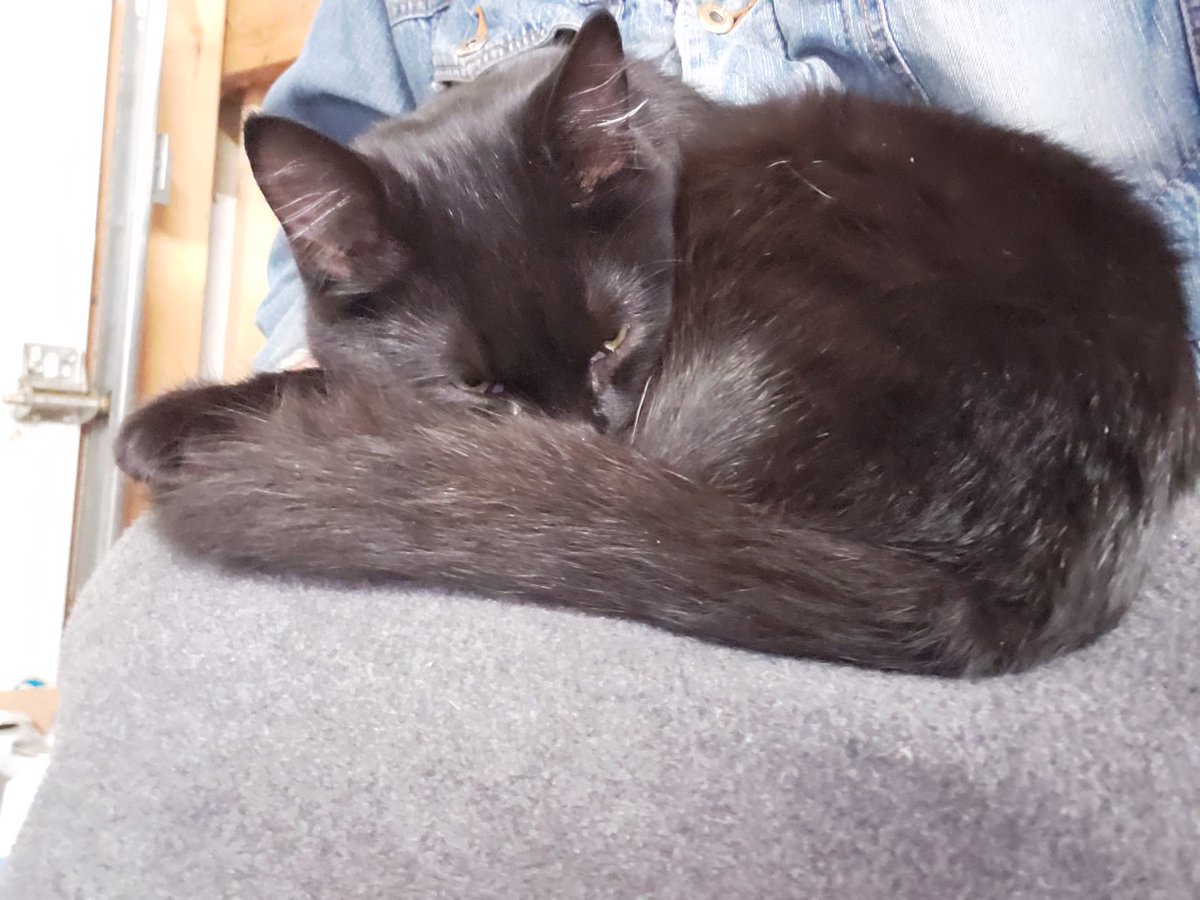 FeralCheeto's tweet photo. His team won!  I'm not use to hearing the cheering and got spooked. But, am now relaxing while he keeps switching between 2 other games on now. He is being a LOT quieter now. https://t.co/Qsw67R2vBf