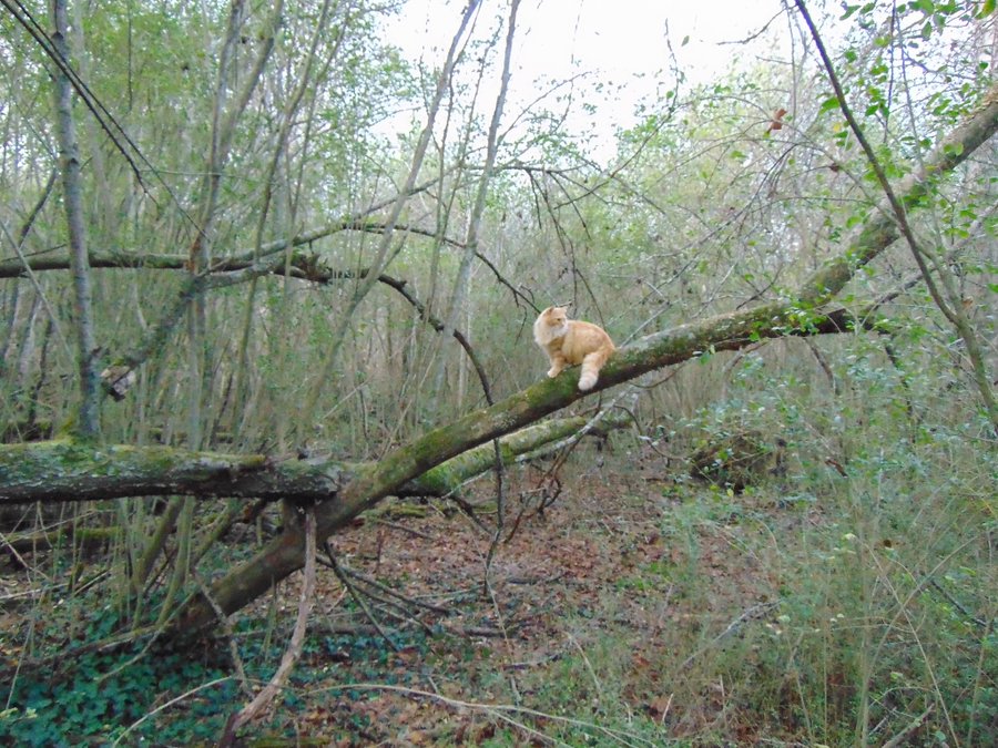 Fluff Muffin tweet media