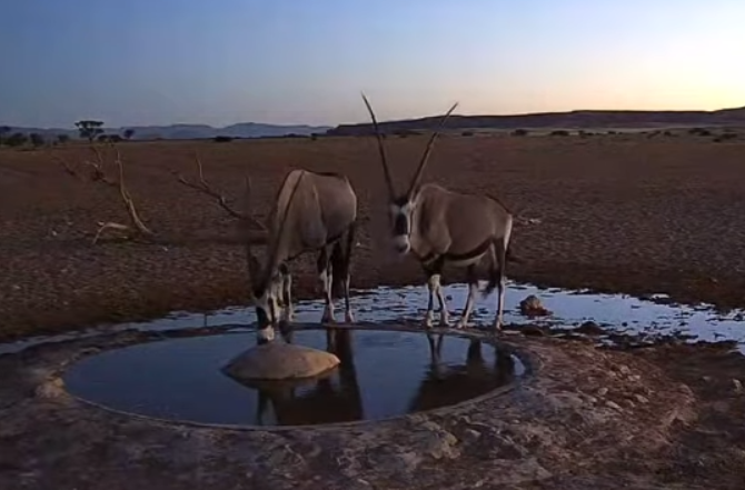 raformatico's tweet photo. Llevo un buen rato en este directo ininterrumpido en una charca en Namibia...
https://t.co/BuV4MEsc9K https://t.co/8z0pkTm5sW