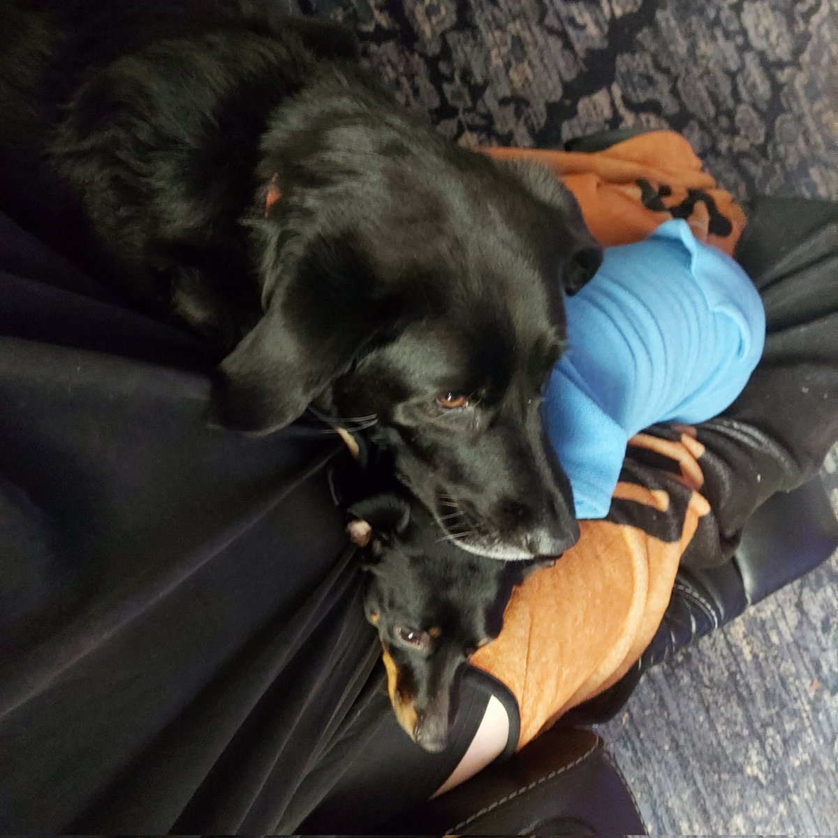 meredithbeyl's tweet photo. They make me feel so loved! 🥰  
#CressidaRunsTheShow #AsukaTheWeenieRat #Pyrador #SnugglePups #DogMom #dogsoftwitter https://t.co/CfwTK8RPnK