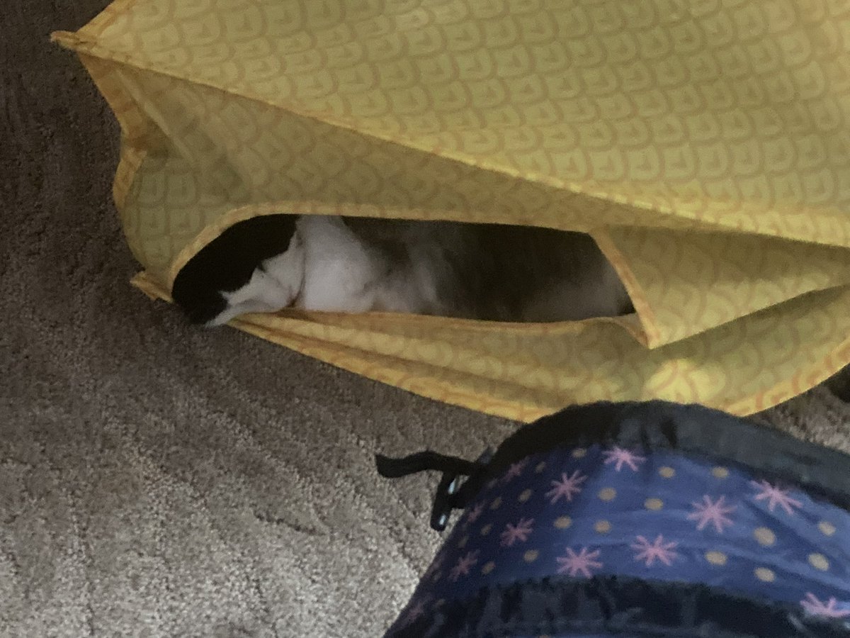 ashleyscottfos1's tweet photo. You said I don’t fit in the pineapple. I’ll show you. - Topper lying in a sideways pineapple
#cats
#catboxsunday
#restingcatface https://t.co/dmsmCNwpYP