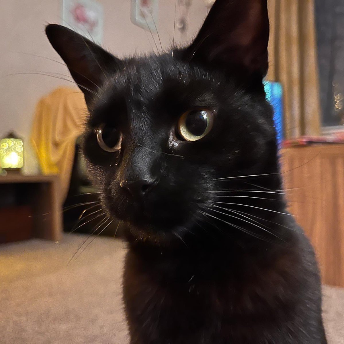sweep_the_cat's tweet photo. ✨December 19th✨
-
#christmas #december #catchristmas #catofinstagram #catsofinstagram #cat #cats #blackcat #blackcatsareawsome #blackcatsarethebest #kitty #cute #cutecat #cutekitty #adopt #adoptdontshop #batcat #sweepthecat #sweepthebatcat #minniethecat #sweepandminnie https://t.co/WDtOZSRya1