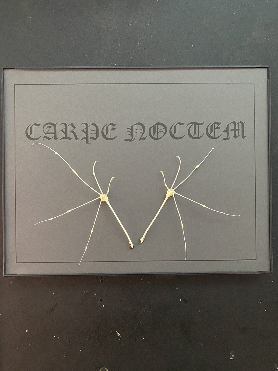 Poisonpath's tweet photo. I matted and framed my articulated bat wings 🦇
#vampire #carpenoctem #vampirewitch #nocturnalwitchcraft https://t.co/Ivvqr80k6H