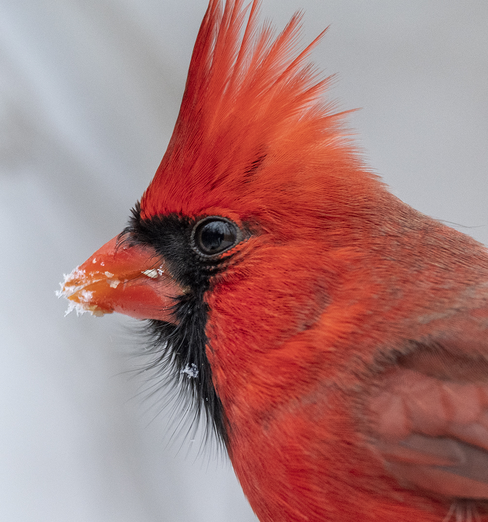 JocAPhotography's tweet photo. A male Northern Cardinal close up. https://t.co/YrNLp2HlEH