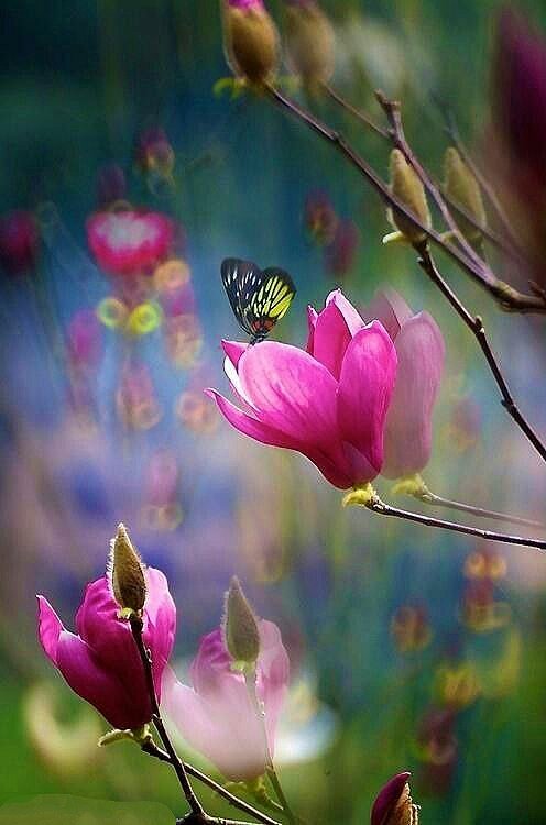 IC316's tweet photo. The fragrance always stays in the hand that gives the rose. - Hada Bejar

🌹 Kindness means everything. 🌹 https://t.co/26x3mxe1A0