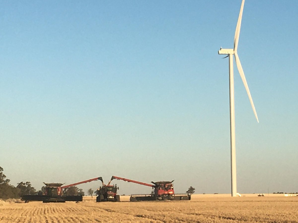 Harvest efficiency amongst our turbines. #strikeapose
#renewables #harvest21 <a href="/CaseIHAus/">Case IH Australia</a> <a href="/CoolamonCB/">Coolamon</a> <a href="/YellowGrain/">Yellow Grain</a> <a href="/Blubalus/">Paul Rowse</a>
