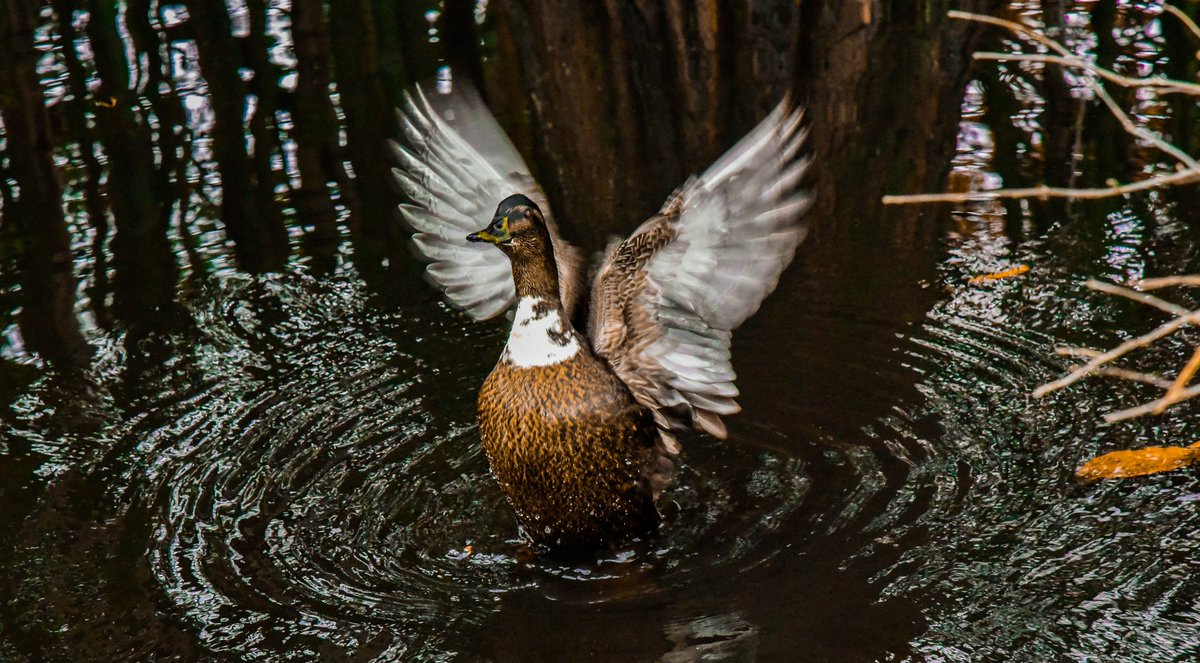 RandallMcCorquo's tweet photo. Realizing that it is nearly Christmas Lady Mallard does her best Angel impression.  #MallardsGoneWild #MallardDucks #Ducks #ChristmasDuck #MallardsofInstagram https://t.co/EOKEDSEUqk