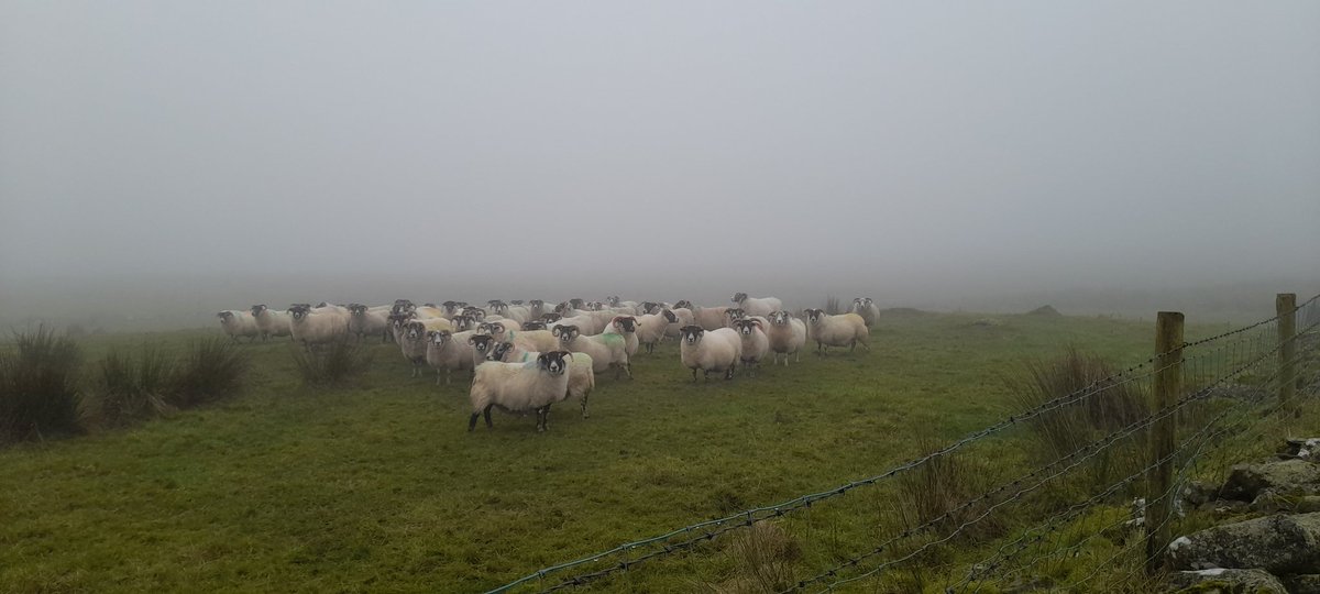 eoin_mick's tweet photo. Misty morning but these girls are clear about what they want 🐑🍽 https://t.co/ejY6EwET4H