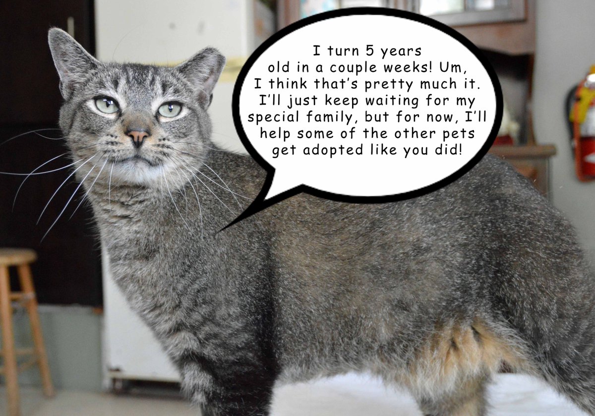 petsalive's tweet photo. Billy: Ah, that makes more sense. Anything else our fans should know about you, Tom?
#CoffeeTimeWithBilly #SeasonEnding #NewSeasonSoon
Adoption Application: https://t.co/u97zHvKrlt
Petfinder Profile: https://t.co/sHnnSvqoXB https://t.co/HJn5IBj30J