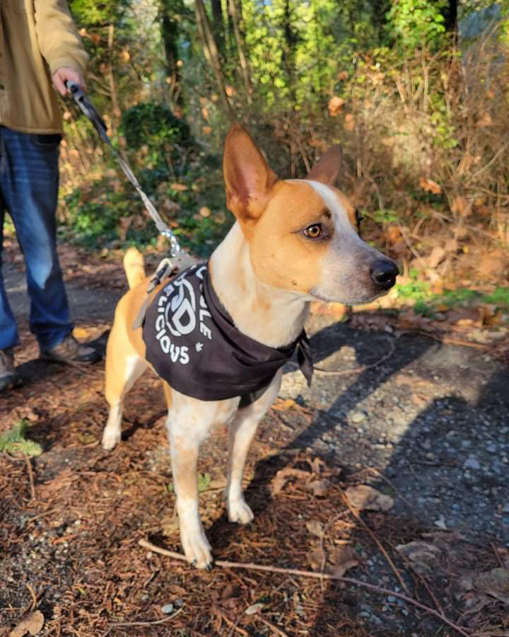 DoubleCannabis's tweet photo. Taking a walk in the woods #DDDogs https://t.co/L5pMXXDHbq