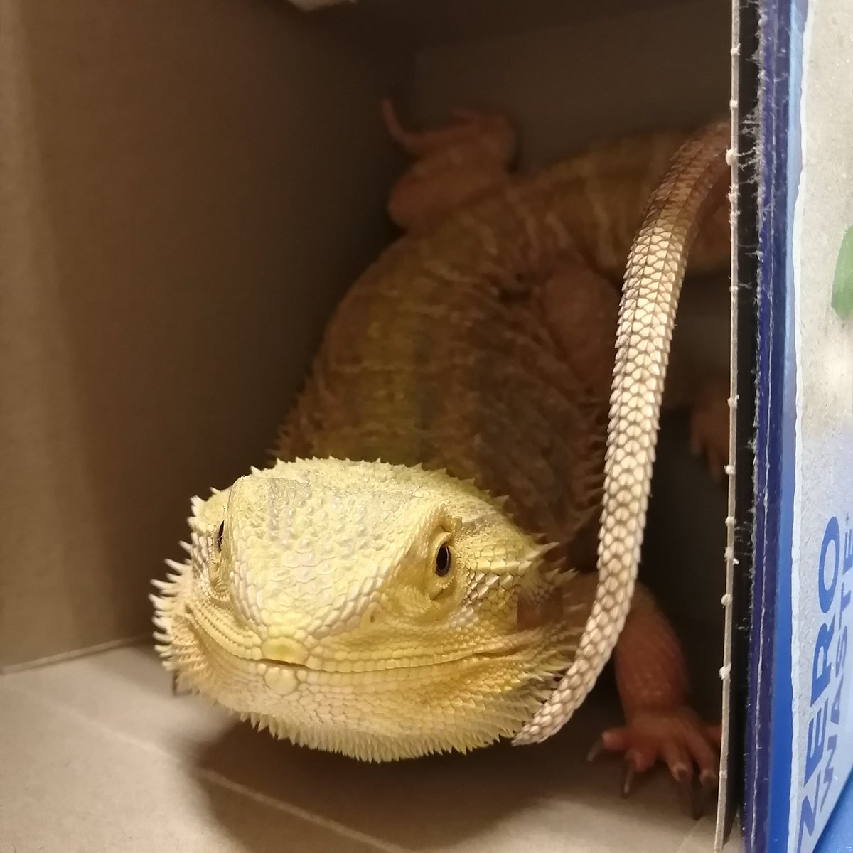 jacobporter's tweet photo. Moby John Milton emerges from a coffee box like a dragon from his cave. ☺️🦖🐊😂

#MobyDick 
#JohnMilton 
#beardeddragon 
#dragons #reptiles #reptile #lizards #classroom #classroompet https://t.co/ATbyyJ3FUm