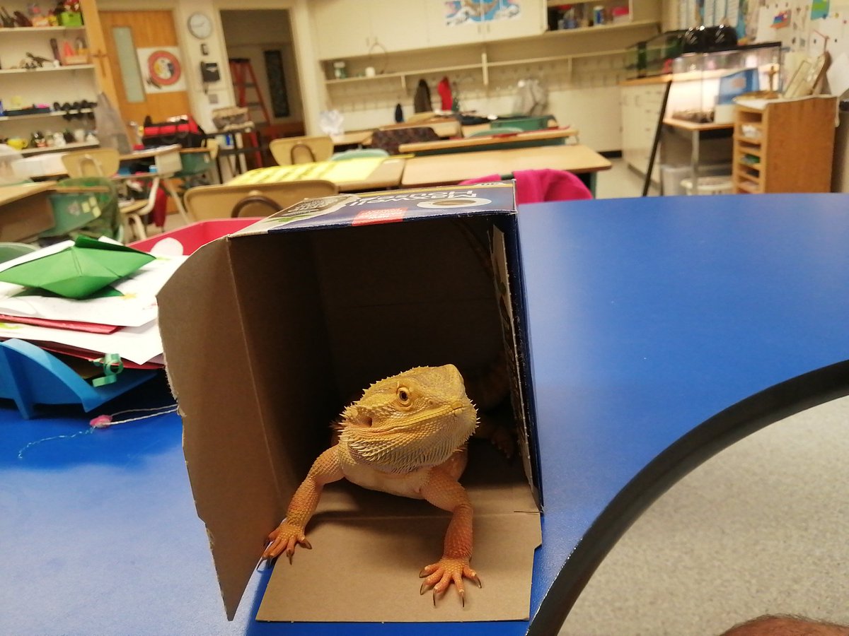 jacobporter's tweet photo. Moby John Milton emerges from a coffee box like a dragon from his cave. ☺️🦖🐊😂

#MobyDick 
#JohnMilton 
#beardeddragon 
#dragons #reptiles #reptile #lizards #classroom #classroompet https://t.co/ATbyyJ3FUm