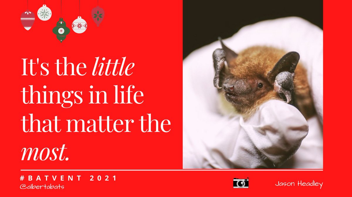 albertabats's tweet photo. Happy #Batvent #Day19!
Take time this season. Look at the moon. Savour the eggnog. Hug your people. Hoping everyone can find joy in the "present". We are thankful for all of our bat community members. #BatsNeedFriends #Thankyou https://t.co/UnMhZRFAgt