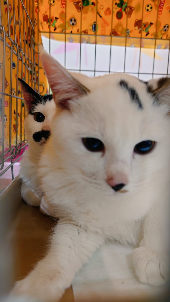 タグ 拾い猫のモチャ の注目ツイート メガとんトラック