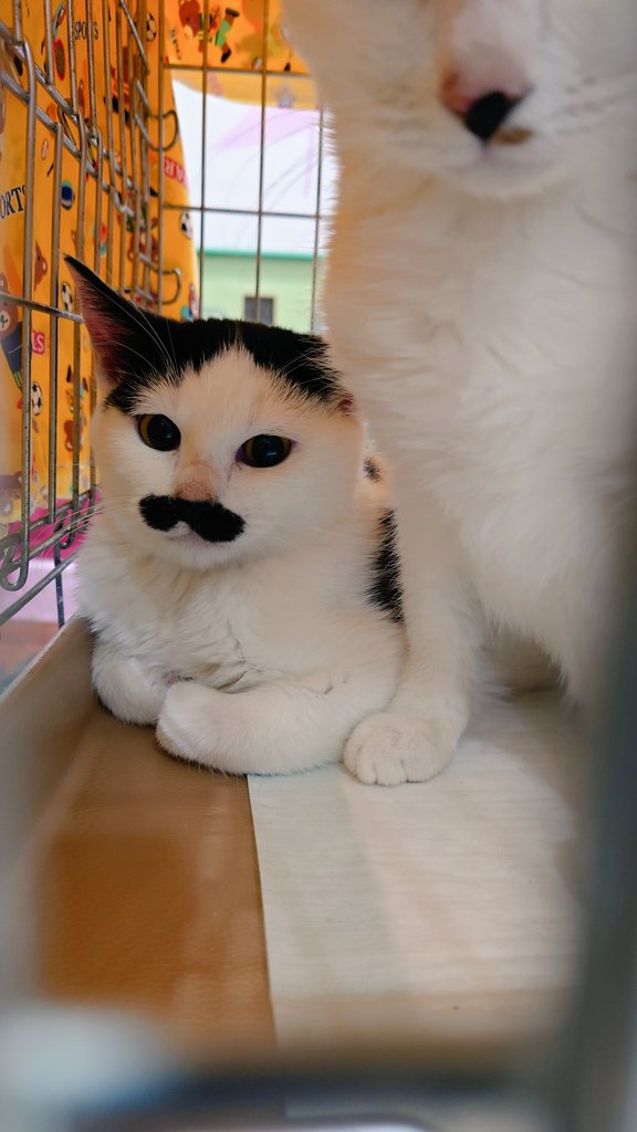 タグ 拾い猫のモチャ の注目ツイート メガとんトラック