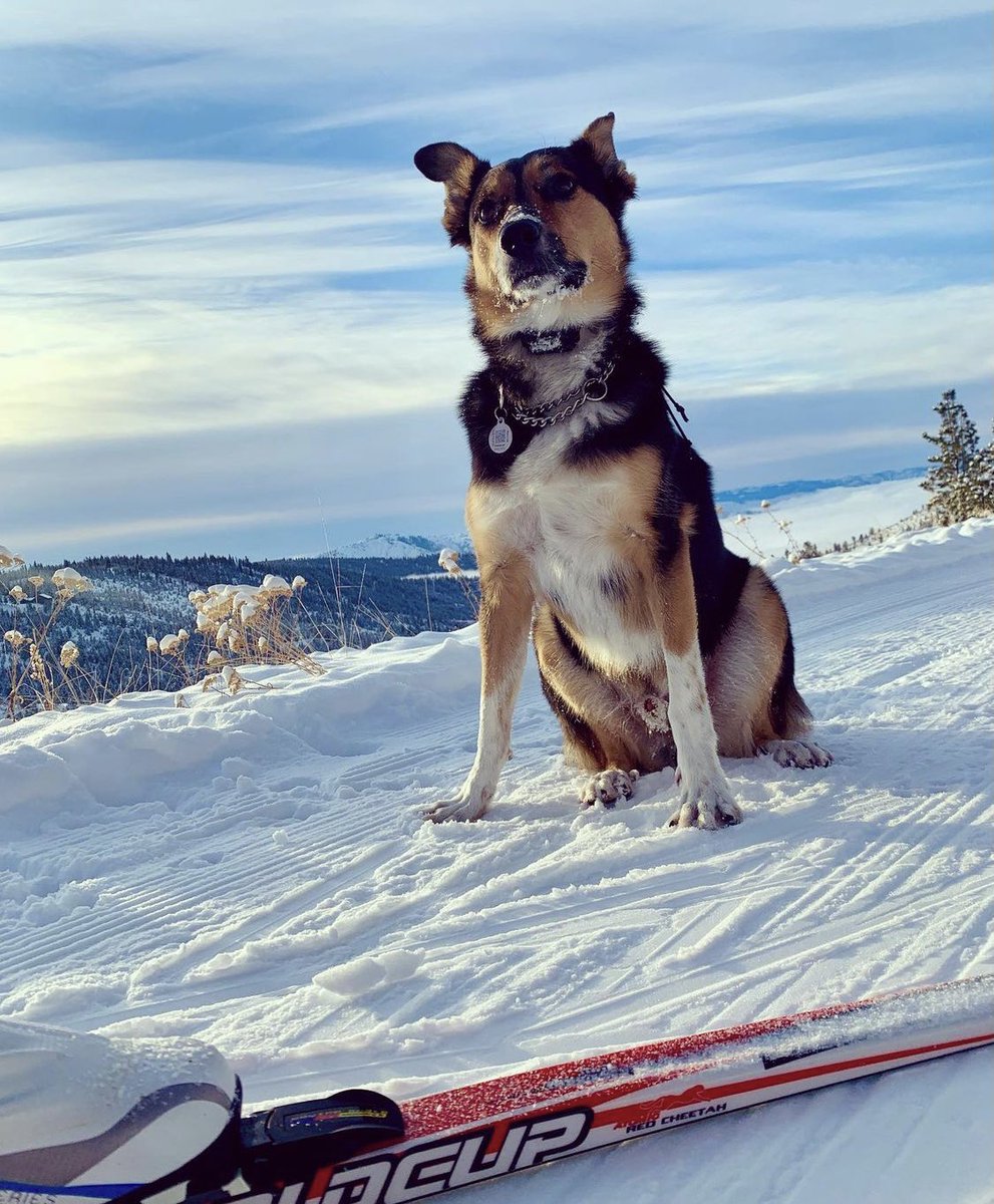 PetHub's tweet photo. Doug is a good boy. Doug wears his ID tag when he skis. He knows he is safest this way. πΏ π
#pethubtag #pethubbr #pethub #lostpetprevention #petparenting #petparent #clubpethub #getmehomeclub #dogsoftwitter https://t.co/EQ51mHtTEw