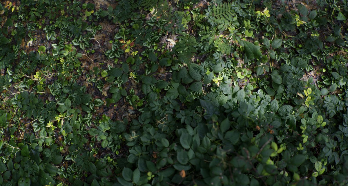 #eilenriedeforest will be amazing. Built this today. 

Looking forward to releasing this tomorrow. #graswald