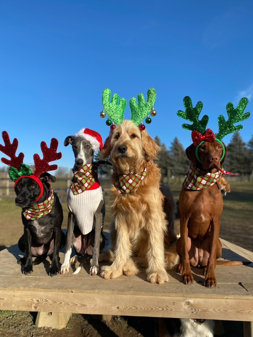 WhippetSnippets's tweet image. Four calling dogs.