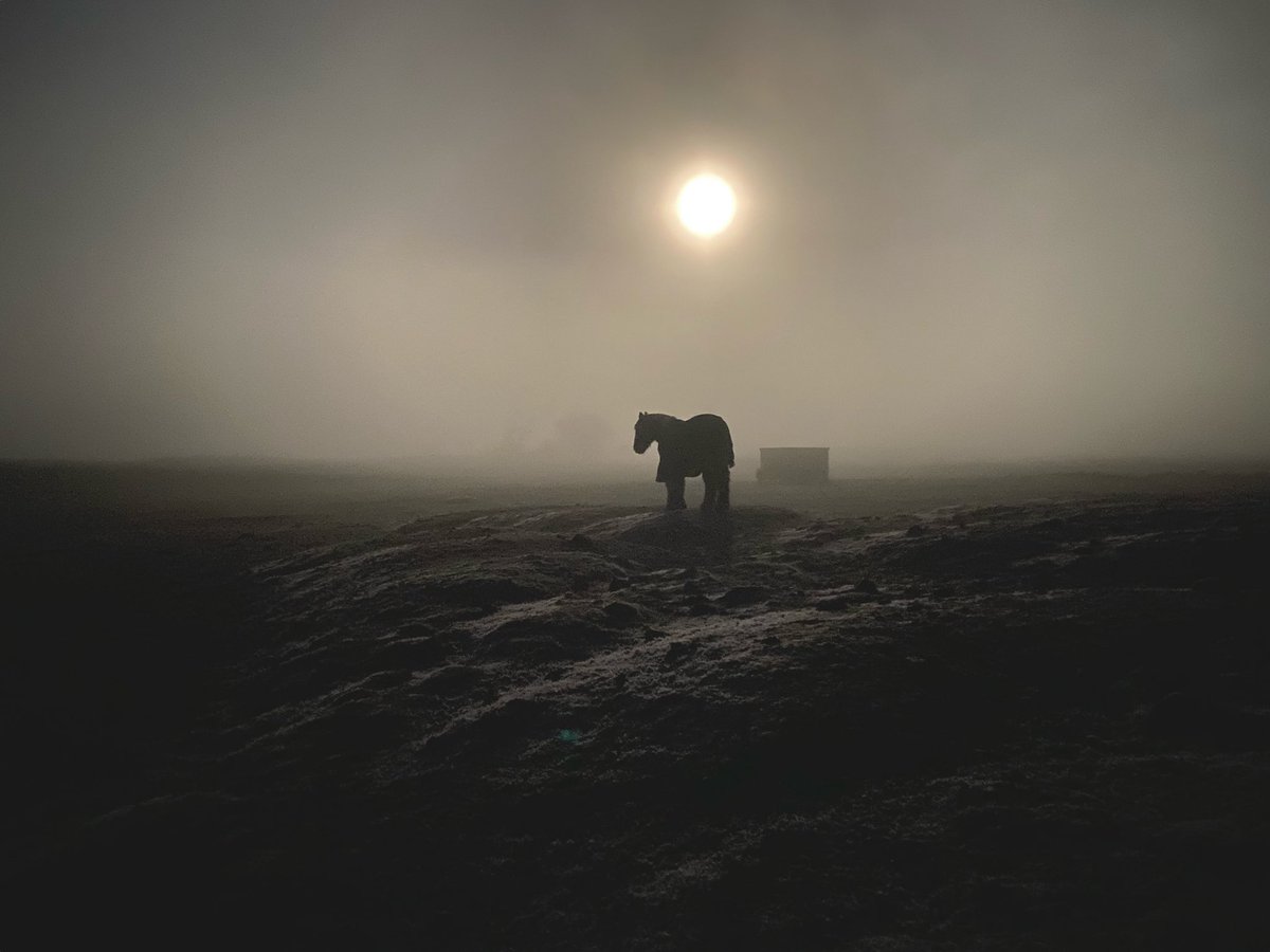 stuwat's tweet photo. Jimmy under the moonlight

#photography #horse #equine #night #moon #moonlight https://t.co/4zWE2UHYnk