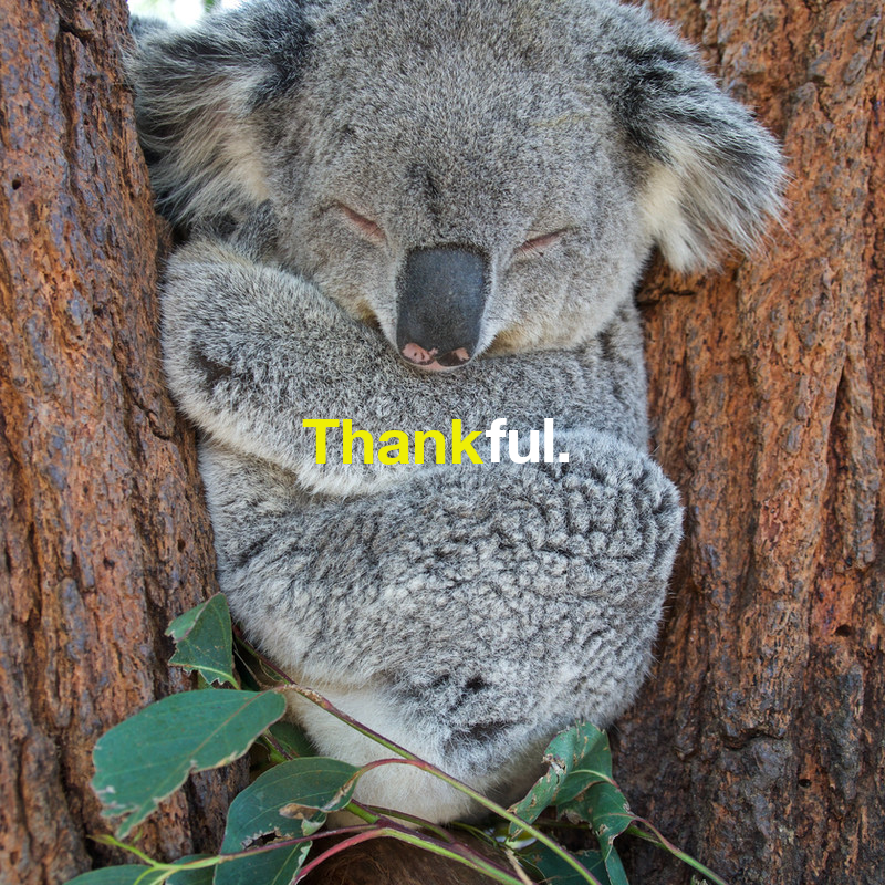 KHSRC1's tweet photo. As we near the end of the year, we want to #thank you all for your kind #support and your continued encouragement for the #KHSRC and #koalas everywhere - #motivating us to help koalas well into 2022 and beyond.
🐨🌿
📸 Gerry Runn
#MotivationMonday #Thankful #MondayFunday https://t.co/KkA1EuRRBi