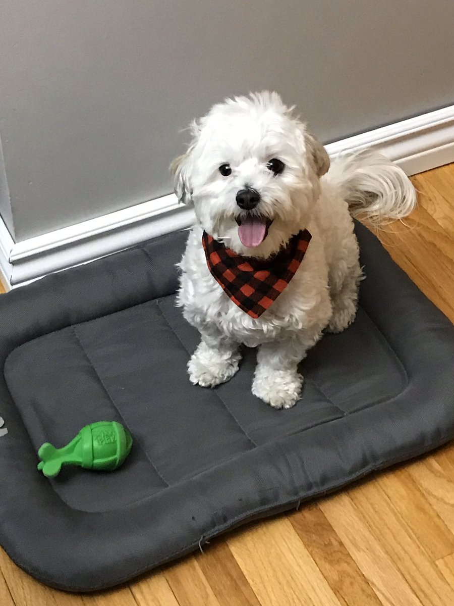 SKBBQ's tweet photo. Gryffin got a new toy today. He is so happy! @dog_rates #happypupper https://t.co/vjcZ3VnerD