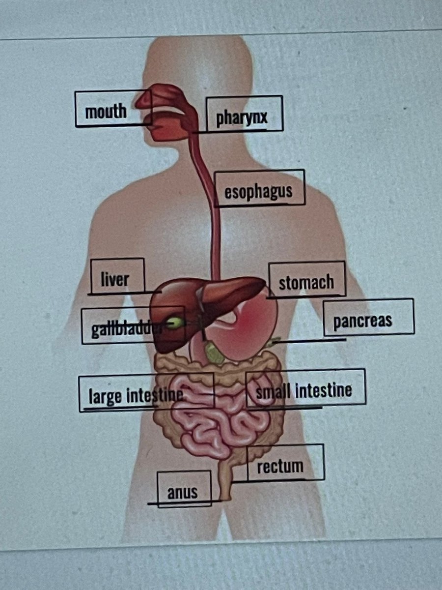 graypants2's tweet photo. @__costco some human anatomy https://t.co/Z0bDFAKjch