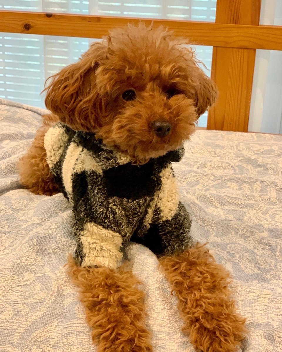 takapoo_'s tweet photo. 年内最後のトリミングへ行く準備完了✂️

外は寒いので、久々のコート着用🧥✨

モデル「つむぎちゃん🐶」

#犬 #dog
#トイプードル 
#タイニープードル
#プードル #トイプー 
#poodle #toypoodle
#トリミング #カット
#coco #cocorich https://t.co/4qh5KCscNC