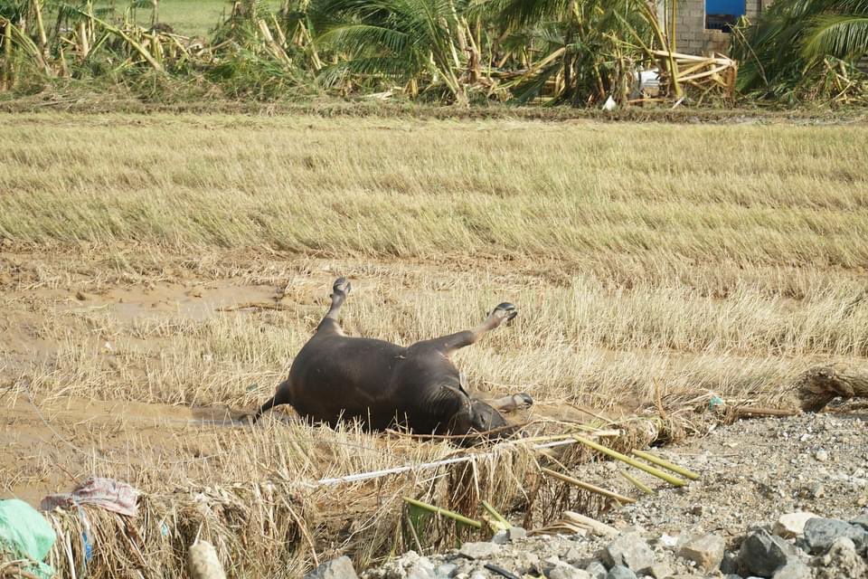 DaraWorld84's tweet image. Southern Negros

#SipalayNeedsHelp too

I wonder if people know what’s happening in this side of our country.. so I’m posting it here. 

-no electricity for 4 days now
-not enough water supply
- a lot lost their lives and some are still missing

THEY NEED HELP
photos: Sipalay LGU