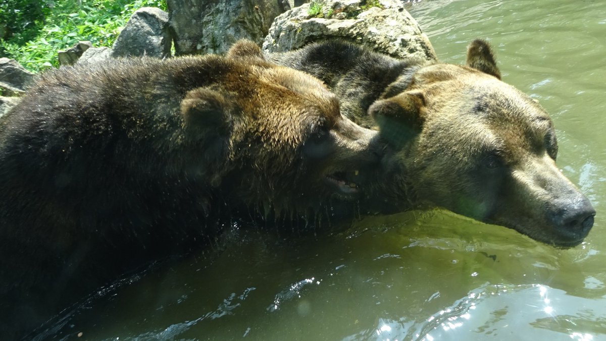 Mitt_FC's tweet photo. おはようございます☀
今日もミットは眠っています🐻
ガブッと写真♪
Good morning ☀
He is sleeping today as well🐻
Chomping♪
#ベア・マウンテン #エゾヒグマ #ホルト #ミット #ミットファンクラブ
#BearMountain #BrownBear #Horuto #Mitt #MittFC
Photo→2021/07/24 https://t.co/i8vu307XCh