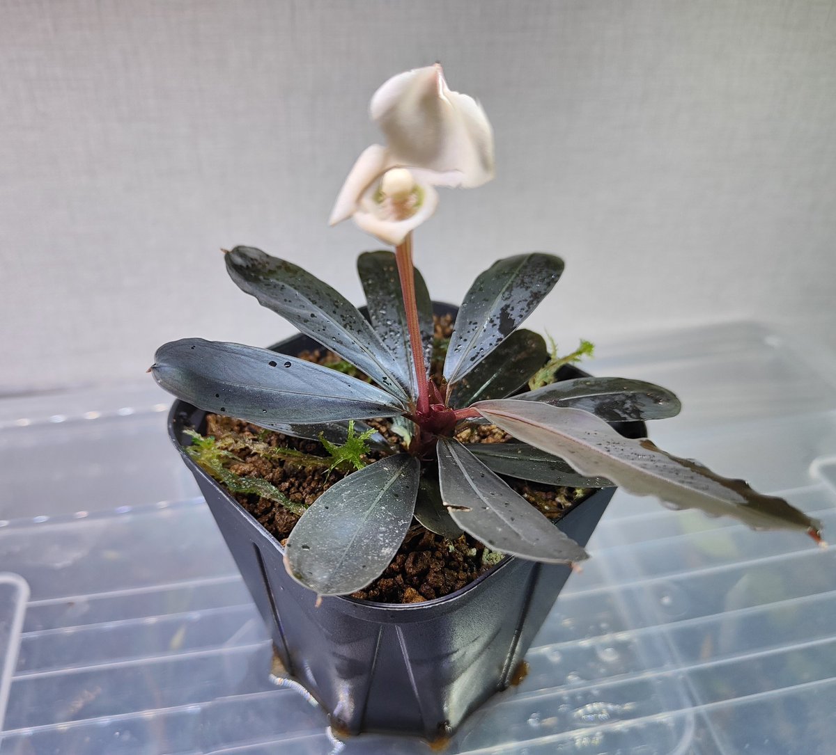 ブセファランドラ Melawi 大群生② Bucephalandra sp. 