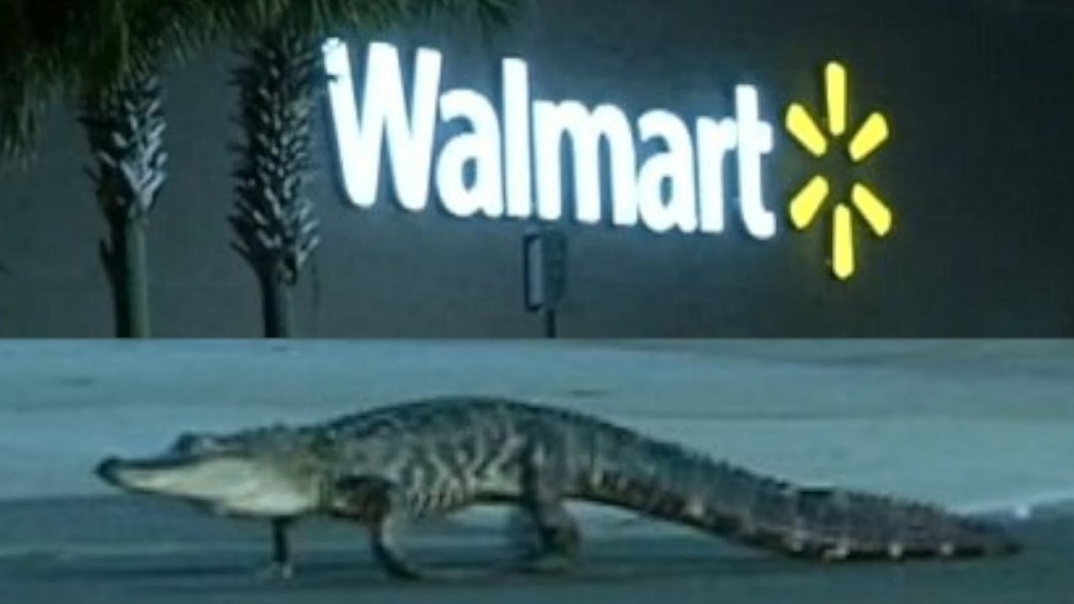 anti capitalist gator

he will take down the system
